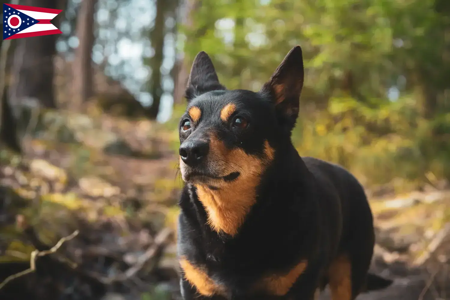 Read more about the article Lancashire Heeler breeders and puppies in Ohio