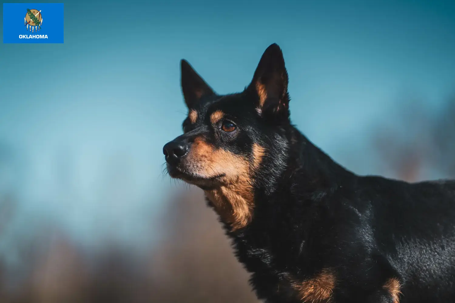 Read more about the article Lancashire Heeler breeders and puppies in Oklahoma