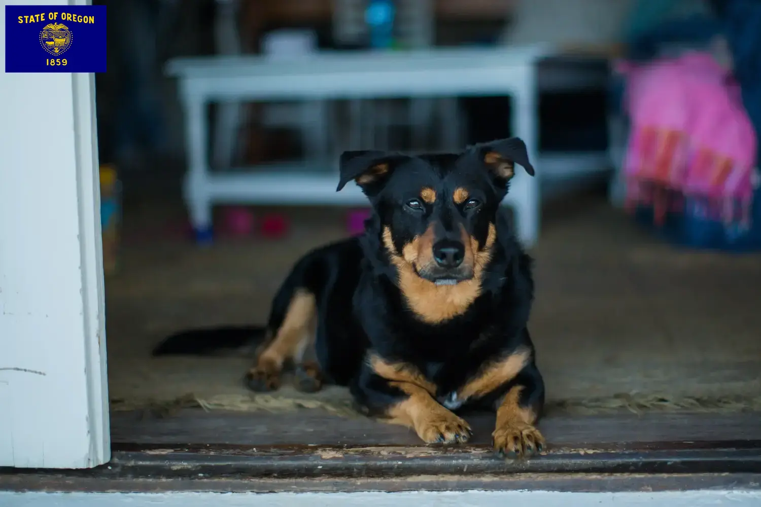 Read more about the article Lancashire Heeler breeders and puppies in Oregon