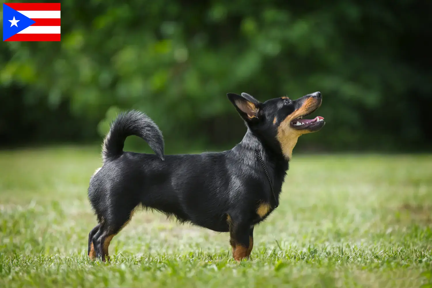 Read more about the article Lancashire Heeler breeders and puppies in Puerto Rico