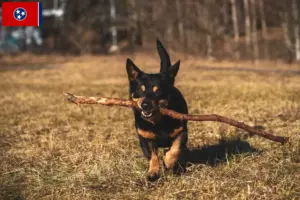Read more about the article Lancashire Heeler breeders and puppies in Tennessee