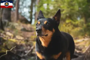 Read more about the article Lancashire Heeler breeders and puppies in Utah