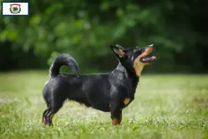Read more about the article Lancashire Heeler breeders and puppies in West Virginia