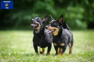 Read more about the article Lancashire Heeler breeders and puppies in Wisconsin