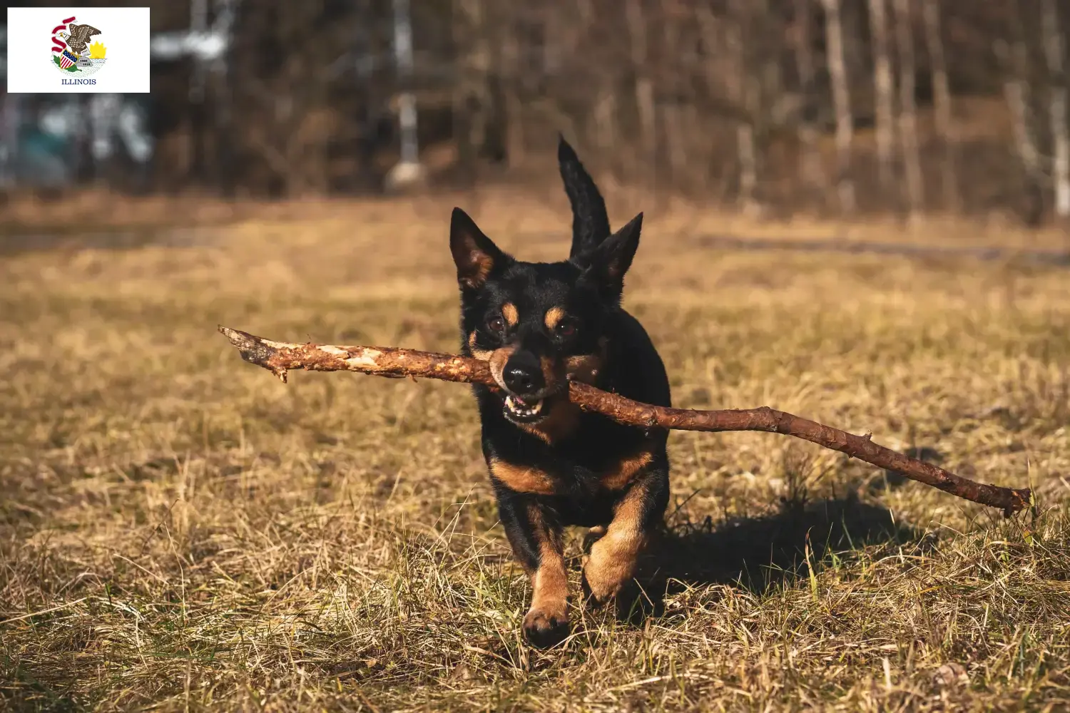 Read more about the article Lancashire Heeler breeders and puppies in Illinois