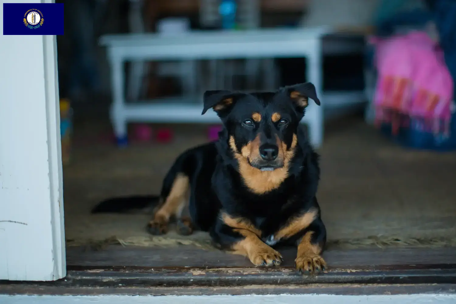 Read more about the article Lancashire Heeler breeders and puppies in Kentucky
