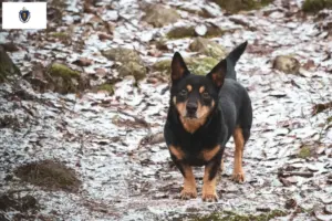 Read more about the article Lancashire Heeler breeders and puppies in Massachusetts