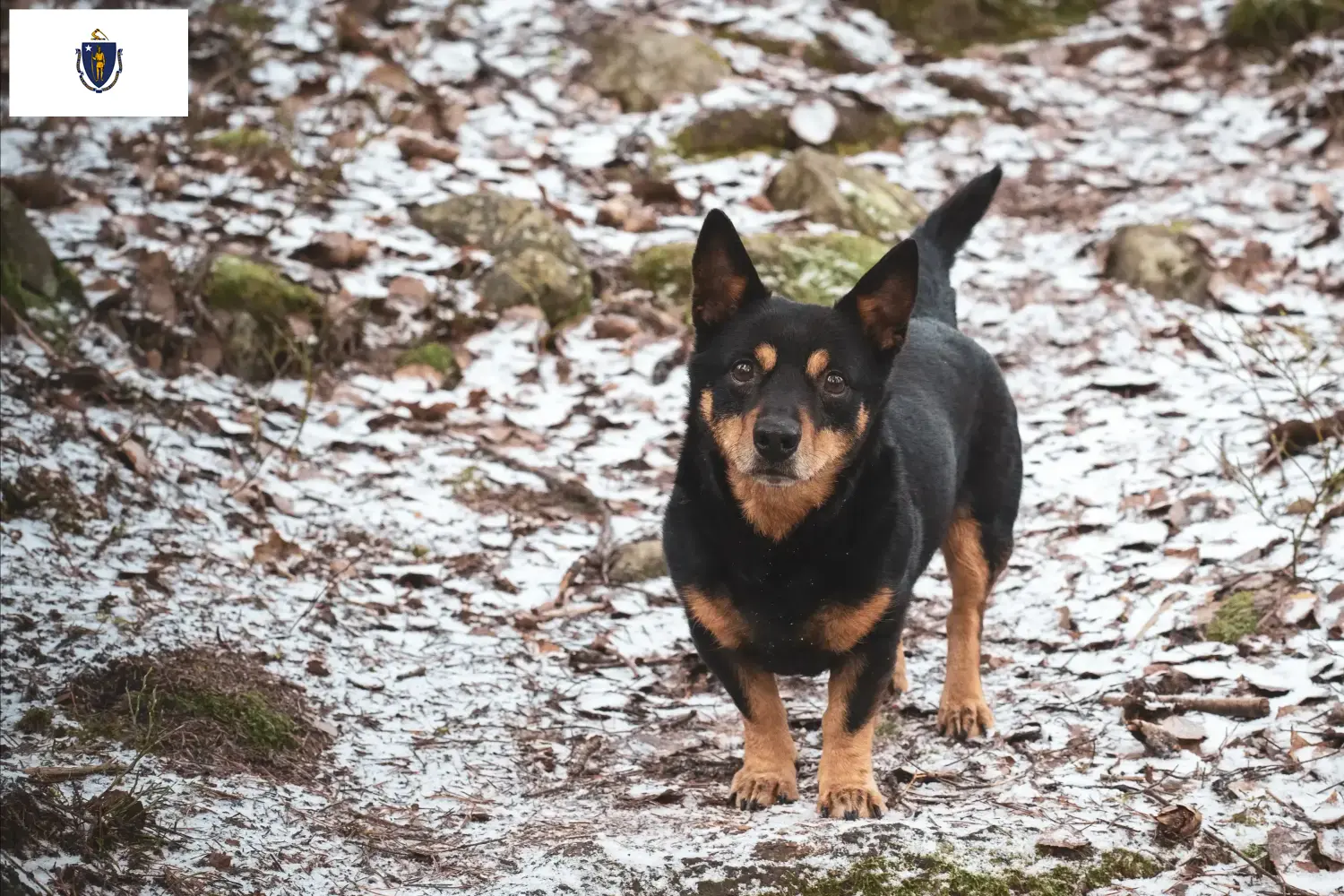 Read more about the article Lancashire Heeler breeders and puppies in Massachusetts