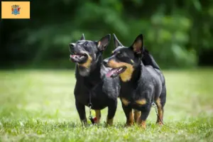 Read more about the article Lancashire Heeler breeders and puppies in New Jersey