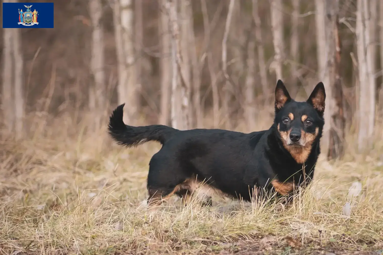 Read more about the article Lancashire Heeler breeders and puppies in New York