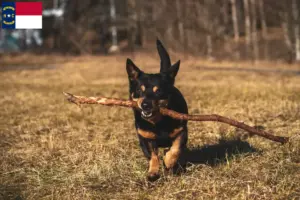 Read more about the article Lancashire Heeler breeders and puppies in North Carolina