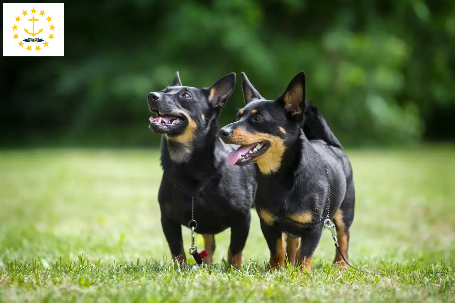 Read more about the article Lancashire Heeler breeders and puppies in Rhode Island