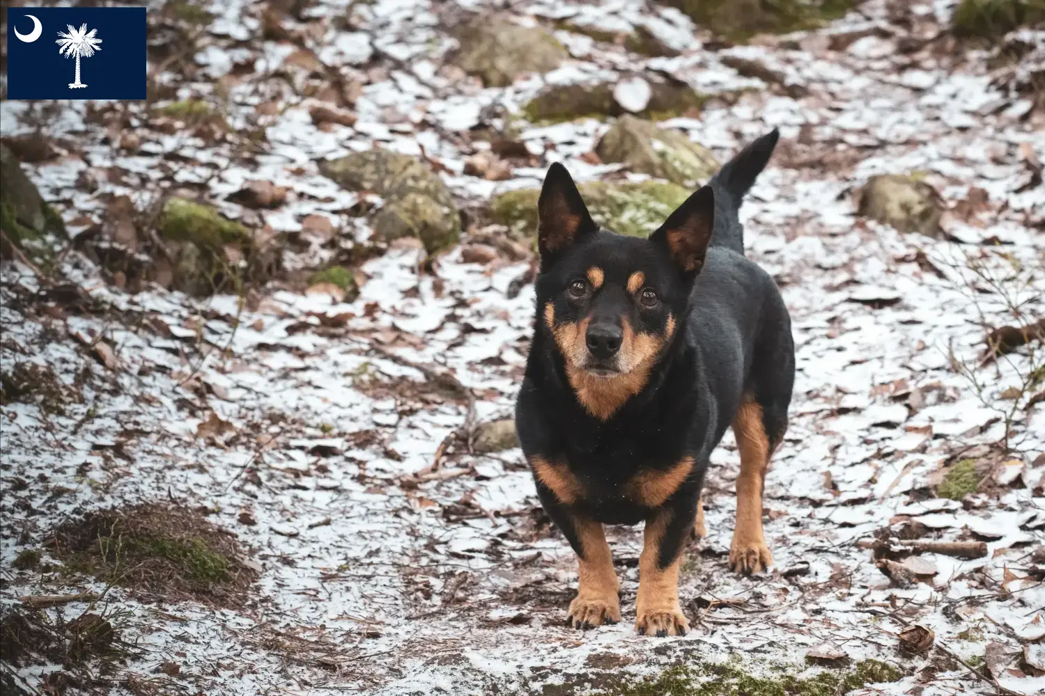 Read more about the article Lancashire Heeler breeders and puppies in South Carolina
