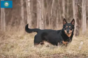 Read more about the article Lancashire Heeler breeders and puppies in South Dakota