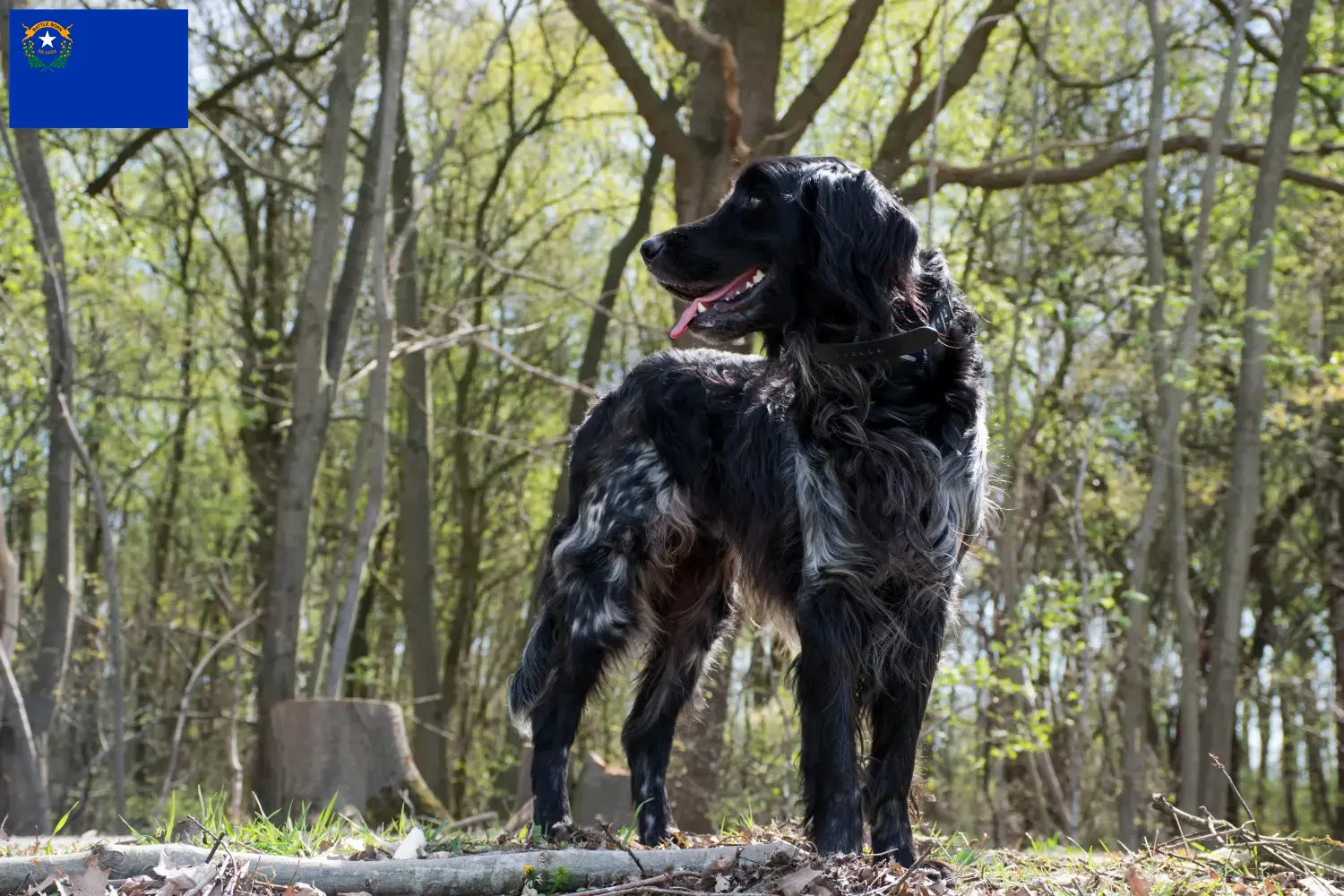 Read more about the article Large Münsterländer breeder and puppies in Nevada