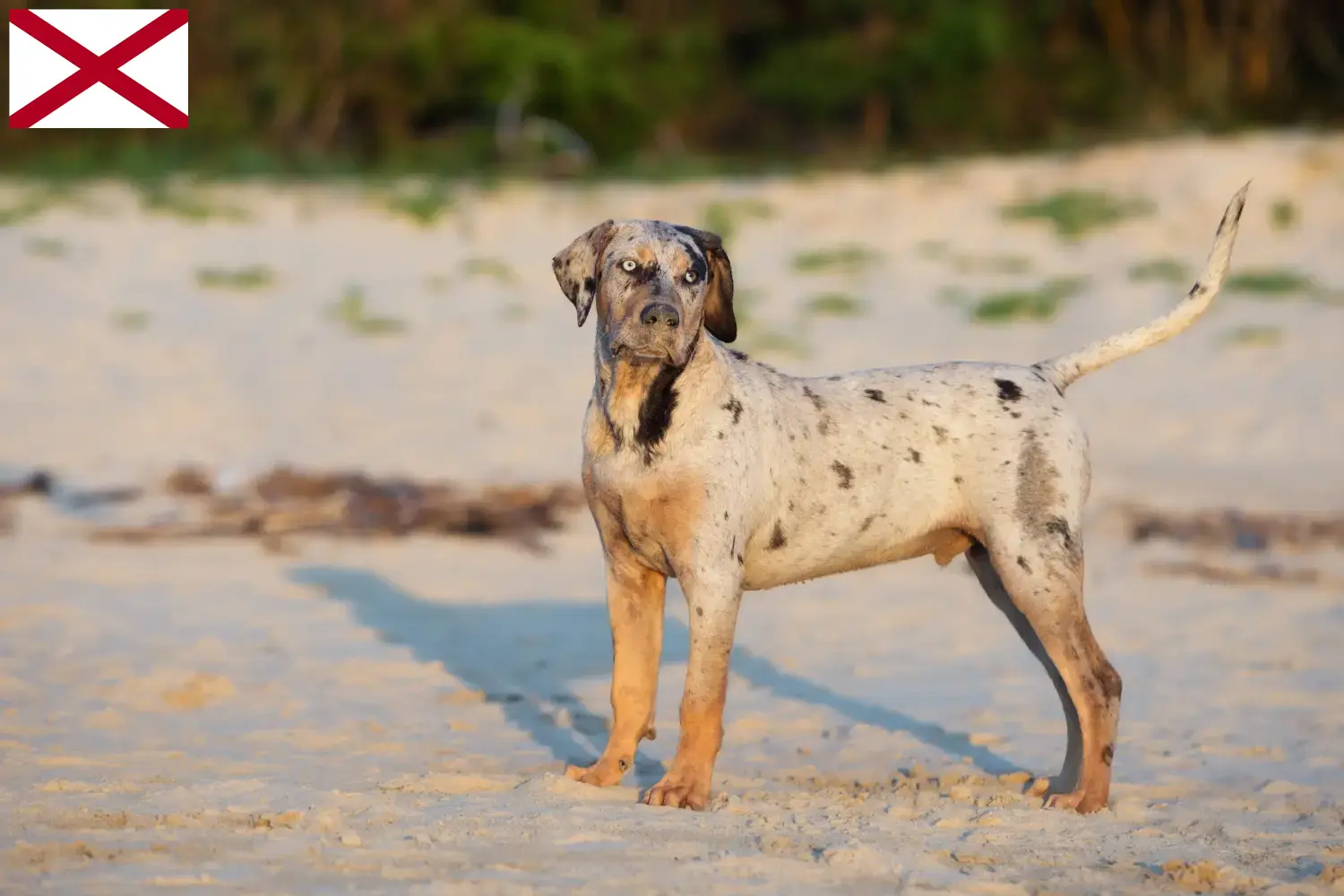 Read more about the article Louisiana Catahoula Leopard Dog Breeder and Puppies in Alabama