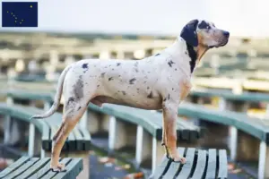 Read more about the article Louisiana Catahoula Leopard Dog Breeders and Puppies in Alaska