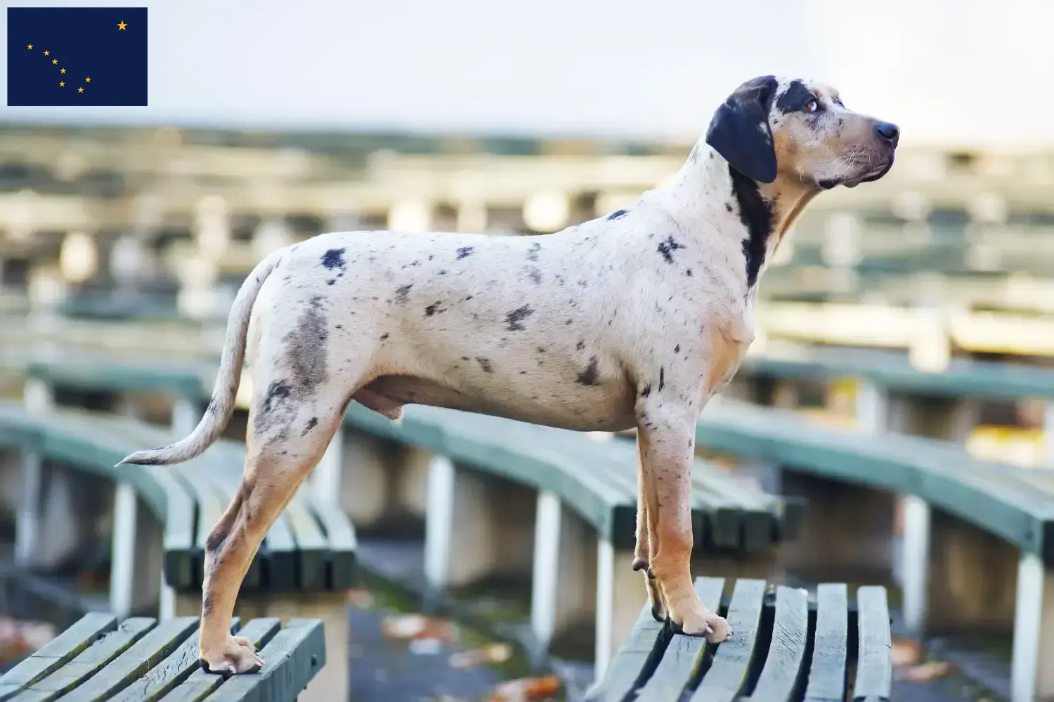 Read more about the article Louisiana Catahoula Leopard Dog Breeders and Puppies in Alaska