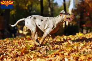Read more about the article Louisiana Catahoula Leopard Dog Breeder and Puppies in Arizona