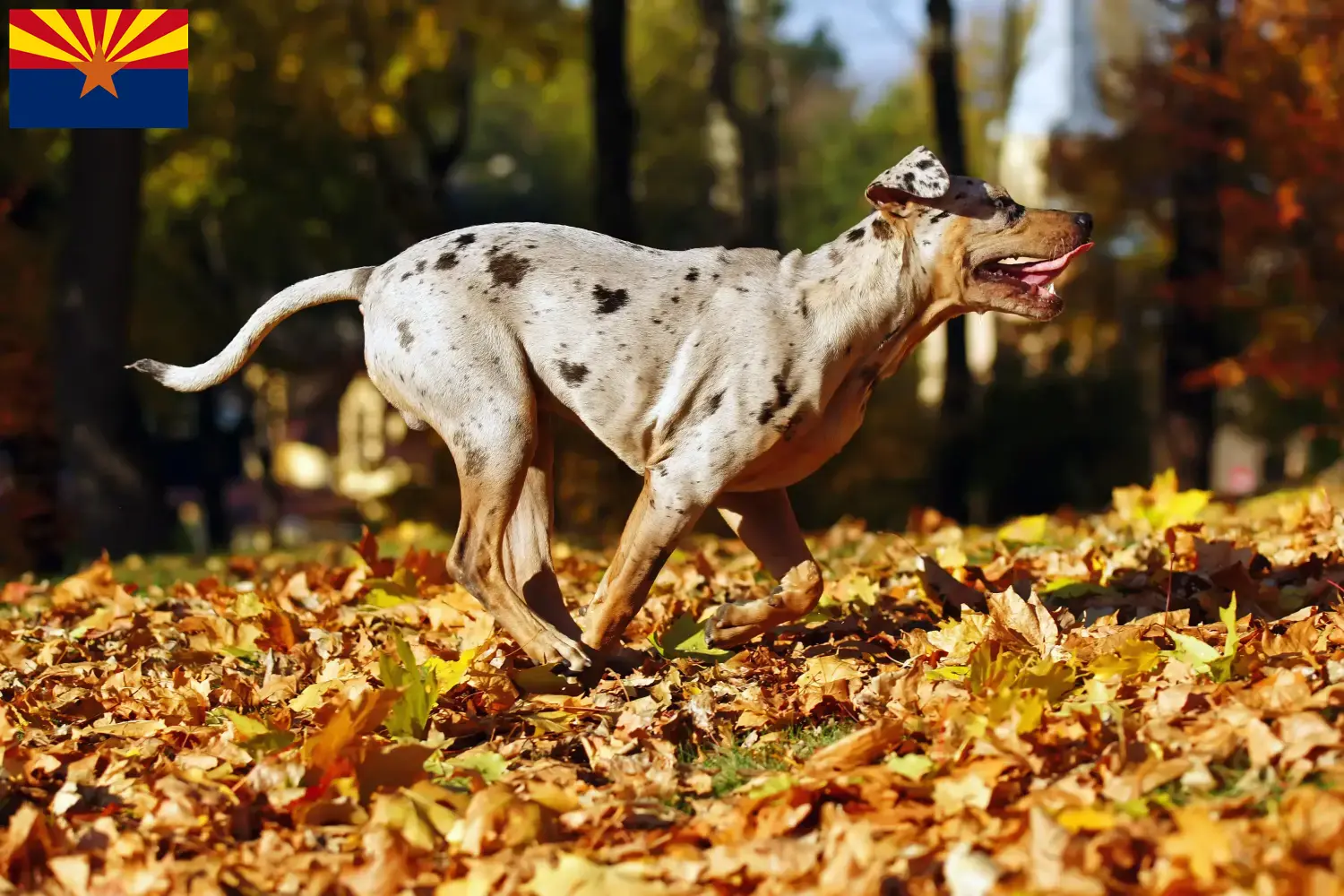 Read more about the article Louisiana Catahoula Leopard Dog Breeder and Puppies in Arizona
