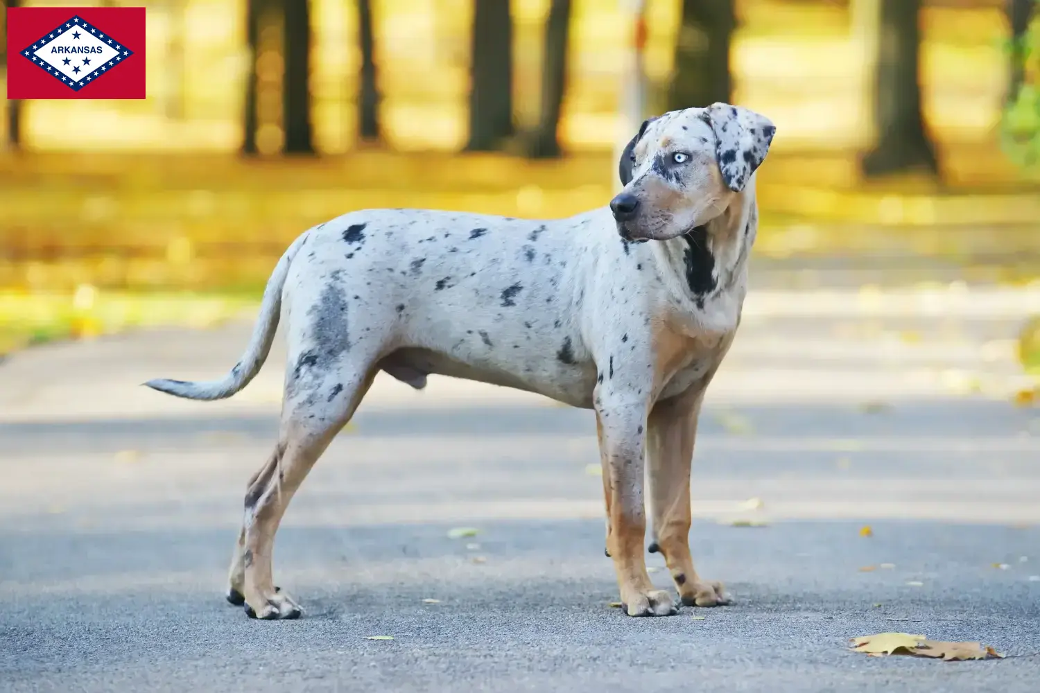 Read more about the article Louisiana Catahoula Leopard Dog Breeder and Puppies in Arkansas