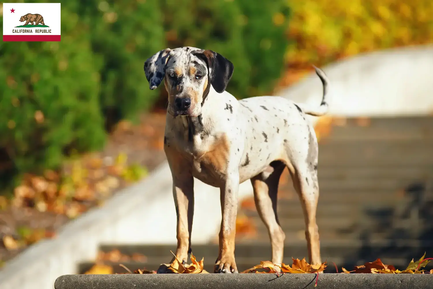 Read more about the article Louisiana Catahoula Leopard Dog Breeder and Puppies in California