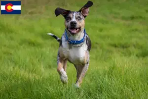 Read more about the article Louisiana Catahoula Leopard Dog Breeder and Puppies in Colorado