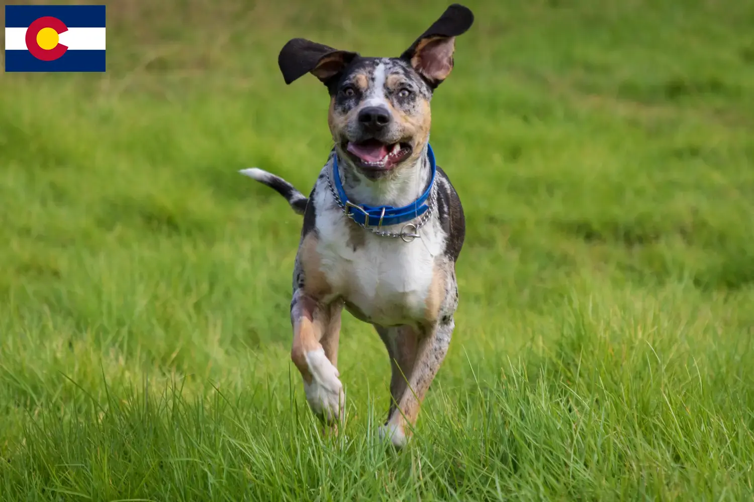Read more about the article Louisiana Catahoula Leopard Dog Breeder and Puppies in Colorado