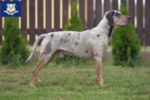 Read more about the article Louisiana Catahoula Leopard Dog Breeder and Puppies in Connecticut