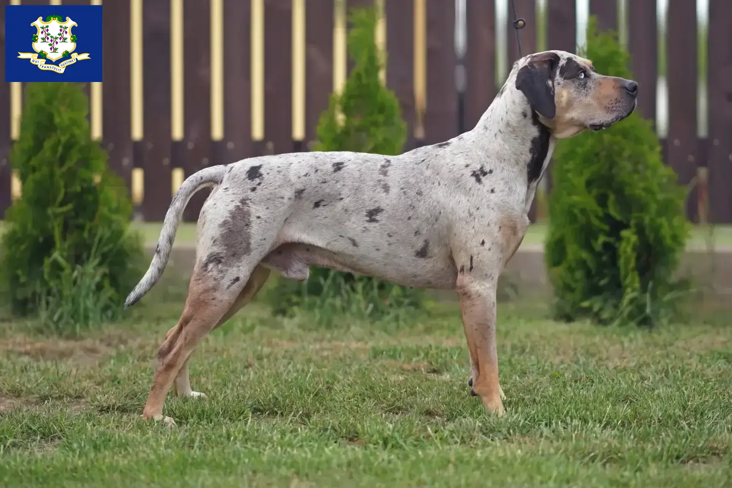 Read more about the article Louisiana Catahoula Leopard Dog Breeder and Puppies in Connecticut