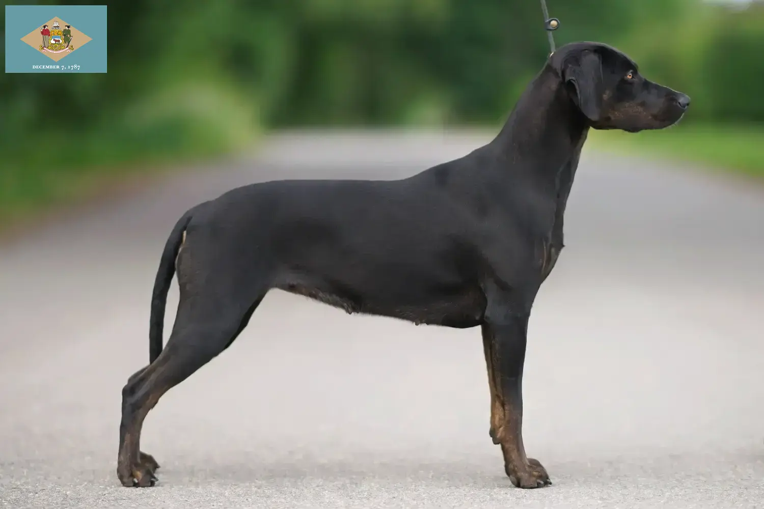 Read more about the article Louisiana Catahoula Leopard Dog Breeder and Puppies in Delaware