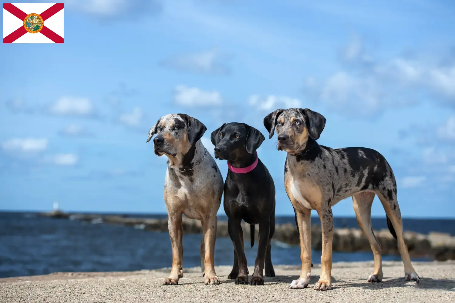 Read more about the article Louisiana Catahoula Leopard Dog Breeder and Puppies in Florida