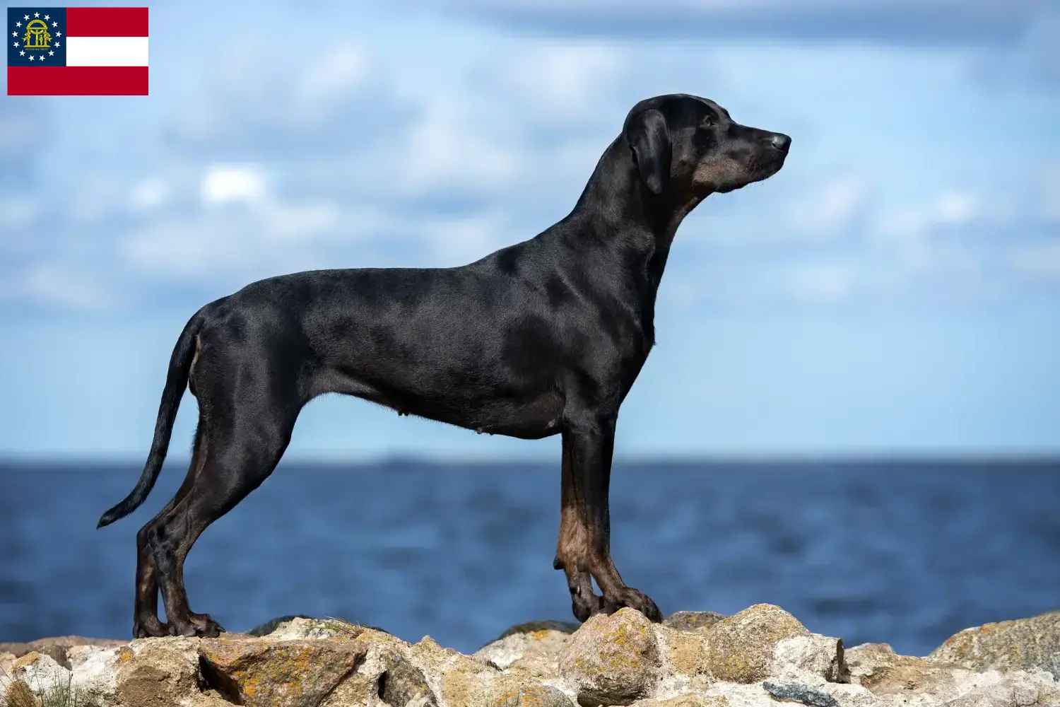 Read more about the article Louisiana Catahoula Leopard Dog Breeder and Puppies in Georgia