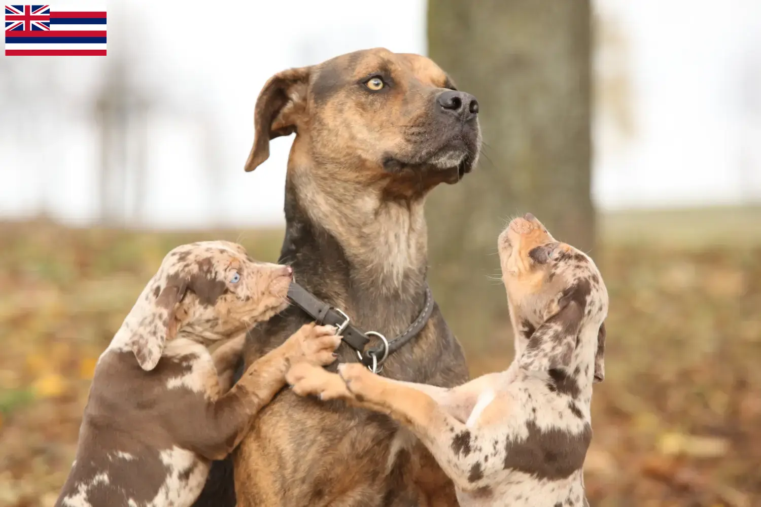 Read more about the article Louisiana Catahoula Leopard Dog Breeder and Puppies in Hawaii