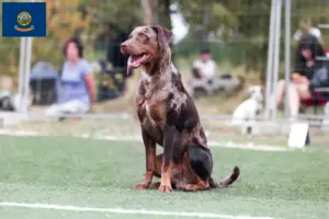 Read more about the article Louisiana Catahoula Leopard Dog Breeder and Puppies in Idaho