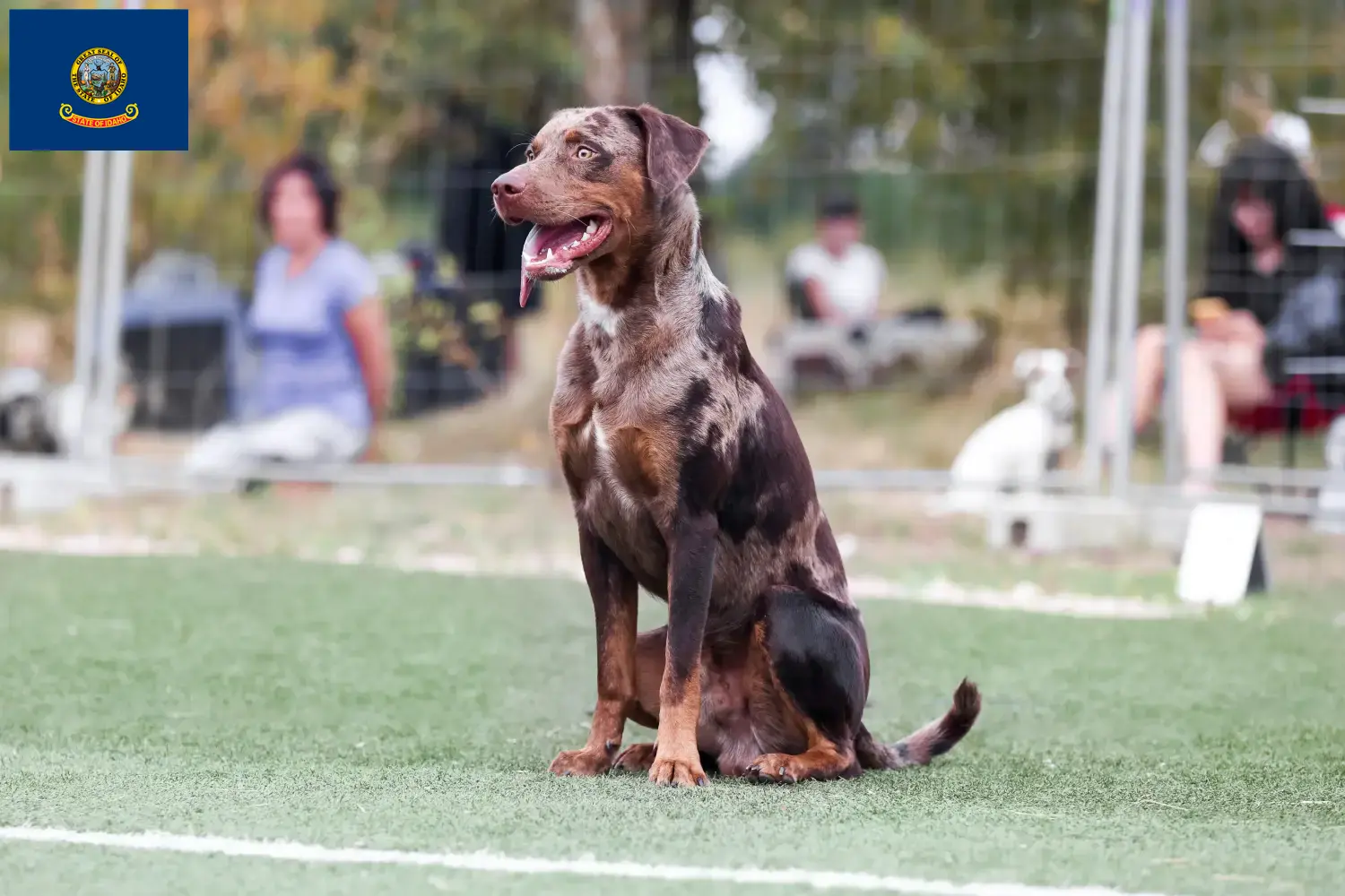 Read more about the article Louisiana Catahoula Leopard Dog Breeder and Puppies in Idaho