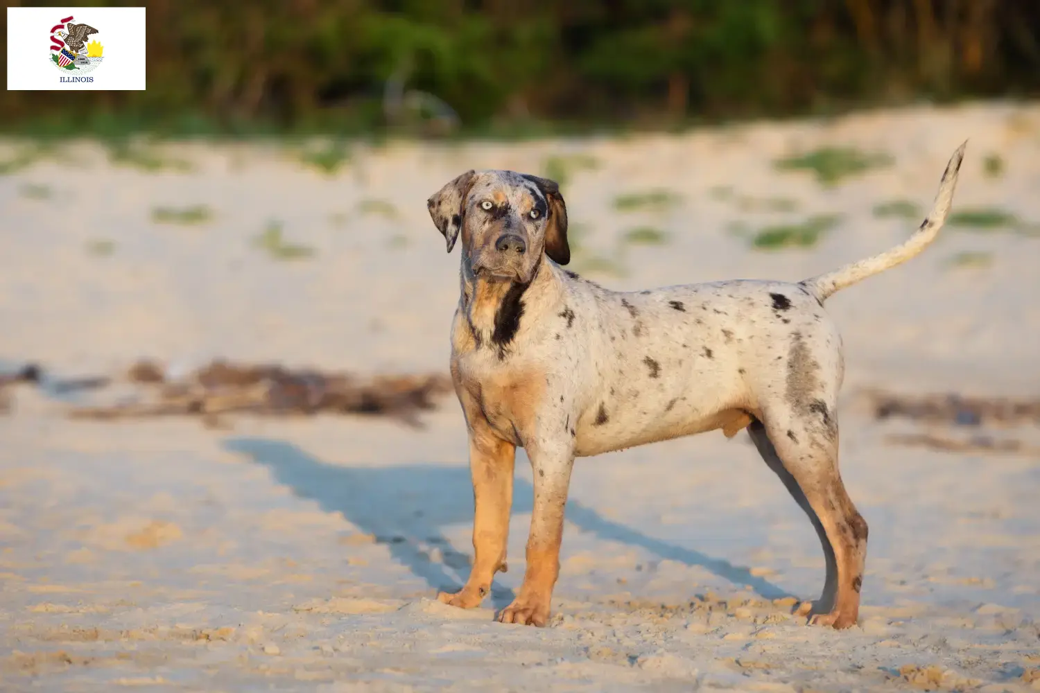 Read more about the article Louisiana Catahoula Leopard Dog Breeder and Puppies in Illinois