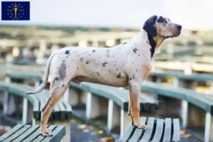 Read more about the article Louisiana Catahoula Leopard Dog Breeder and Puppies in Indiana