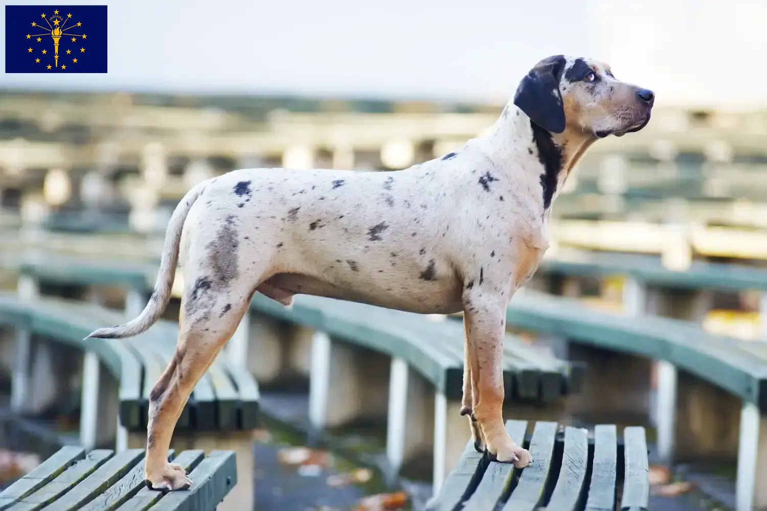 Read more about the article Louisiana Catahoula Leopard Dog Breeder and Puppies in Indiana