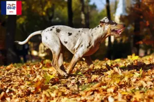 Read more about the article Louisiana Catahoula Leopard Dog Breeder and Puppies in Iowa