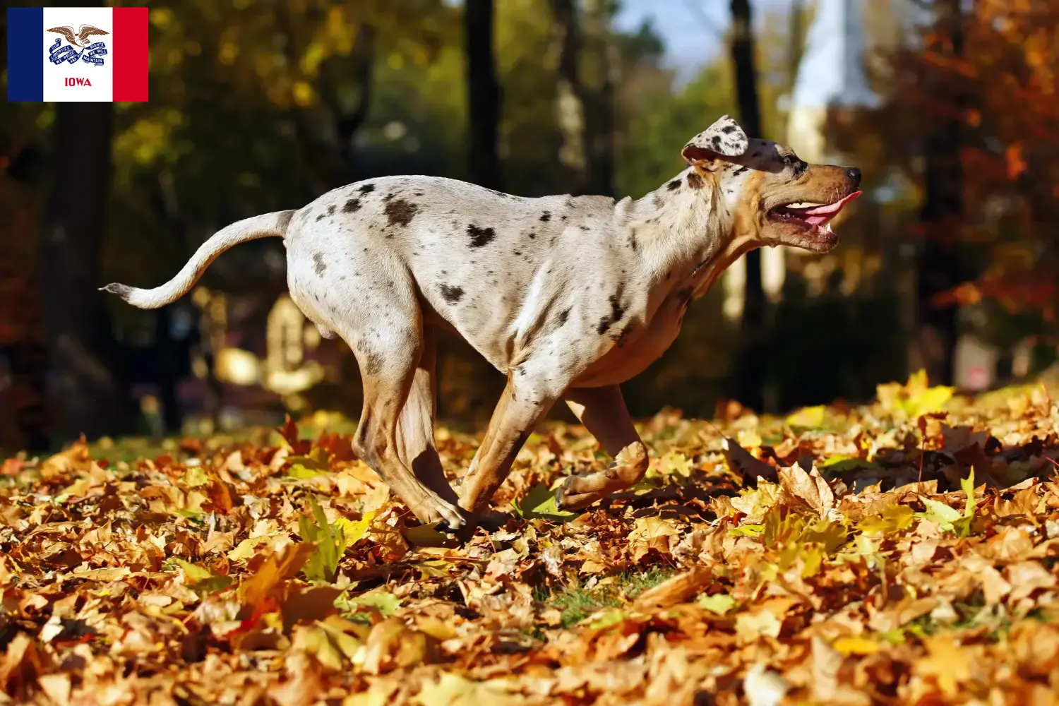 Read more about the article Louisiana Catahoula Leopard Dog Breeder and Puppies in Iowa