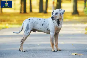 Read more about the article Louisiana Catahoula Leopard Dog Breeder and Puppies in Kansas