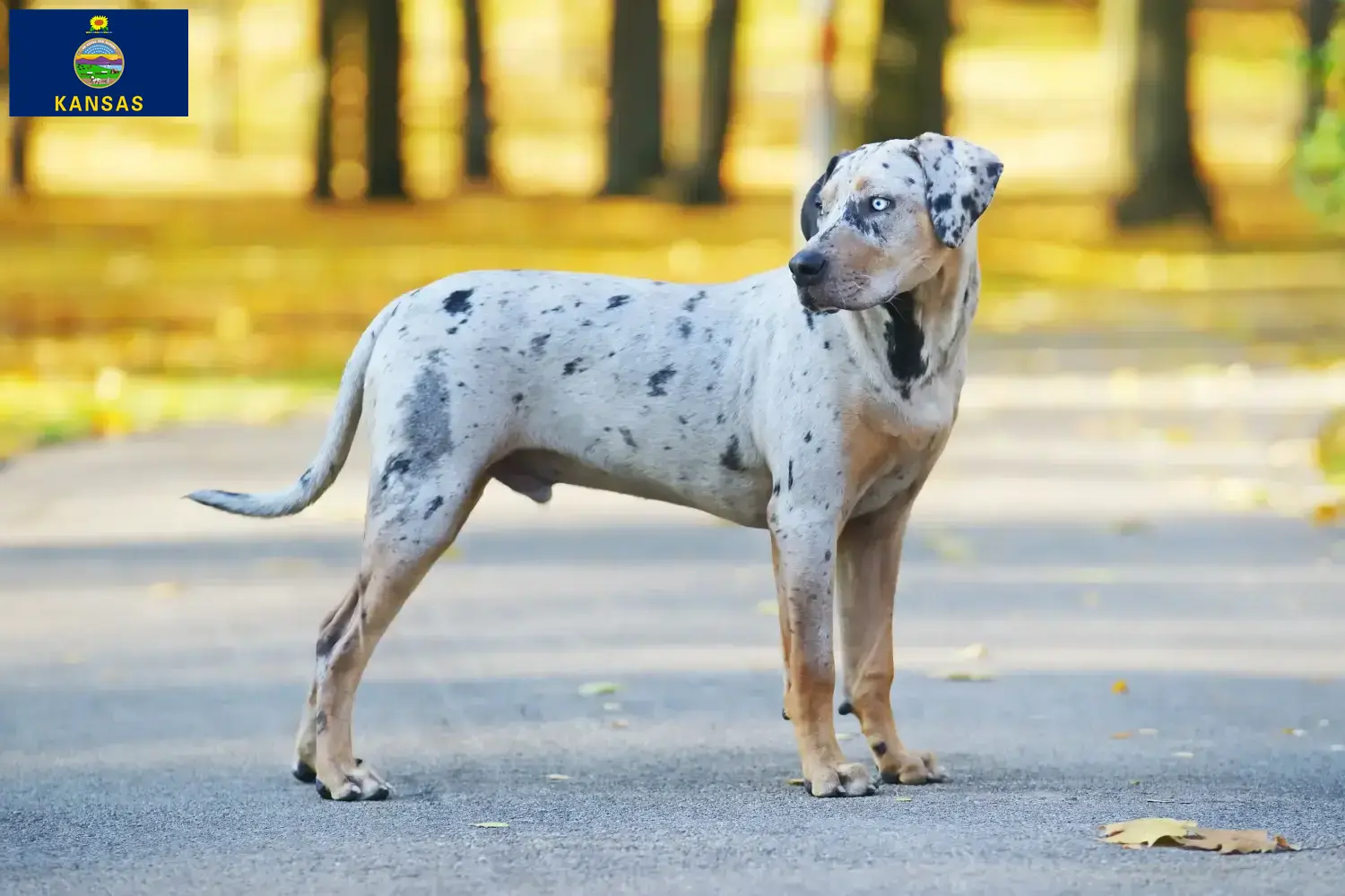 Read more about the article Louisiana Catahoula Leopard Dog Breeder and Puppies in Kansas