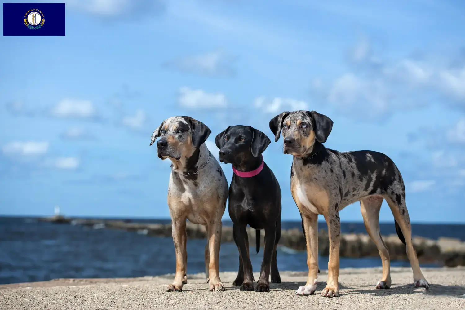Read more about the article Louisiana Catahoula Leopard Dog Breeder and Puppies in Kentucky