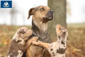 Read more about the article Louisiana Catahoula Leopard Dog Breeder and Puppies in Louisiana