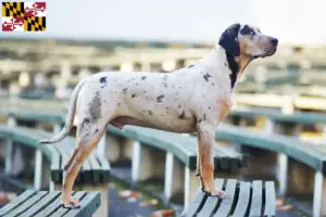 Read more about the article Louisiana Catahoula Leopard Dog Breeder and Puppies in Maryland