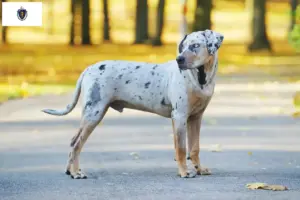 Read more about the article Louisiana Catahoula Leopard Dog Breeder and Puppies in Massachusetts