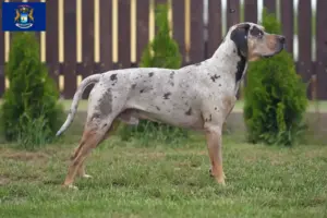 Read more about the article Louisiana Catahoula Leopard Dog Breeder and Puppies in Michigan