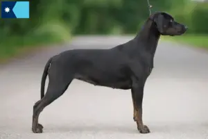 Read more about the article Louisiana Catahoula Leopard Dog Breeder and Puppies in Minnesota
