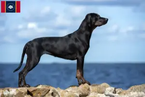 Read more about the article Louisiana Catahoula Leopard Dog Breeder and Puppies in Mississippi
